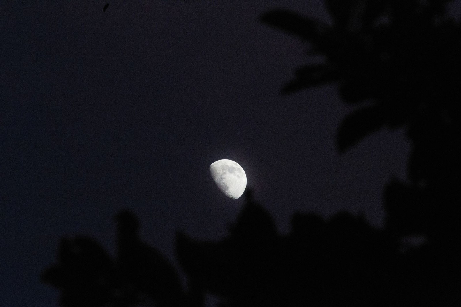 Lune gibbeuse croissante éclairée aux trois quarts dans un ciel nocturne sombre encadré par le feuillage
